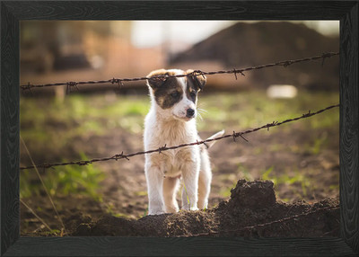 Niedlicher kleiner Welpe Hund Gerahmtes Wandbild Poster Leinwanddruck Bild