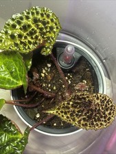 Begonia Ferox Rare with Spikes 5 In. Self Watering