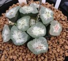 Haworthia maughanii ‘ Colorata’ display in 7cm pot