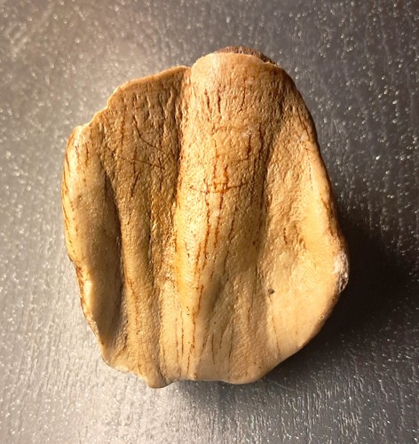 Fósil dental de rinoceronte rinoceronte, Pleistoceno - Imagen 3 de 6