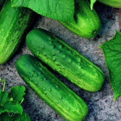 #ad Pioneer F1 Cucumber Seeds NON GMO Heirloom Fresh Garden Seeds $40.00