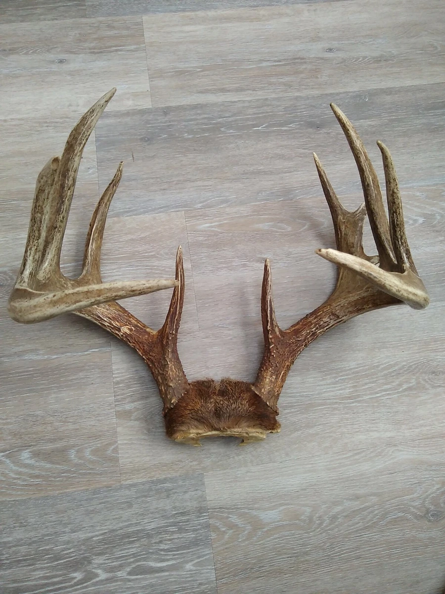 Mounted Antlers