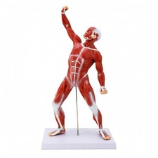 Full-Body Muscle Model Vertical Support Rod Human Muscle Physiological Model