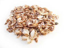 1 oz (200) Very Tiny Brown White Coquina Micro Shells (1/4") Beach Arts Crafts
