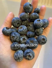 Blueberry Fruit Seeds Homegrown Organic Edible Garden NonGMO TX USA Free Ship