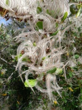 Mountain Mahogany (Cercocarpus montanus), 30 seeds 