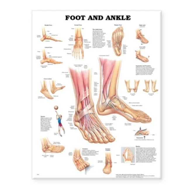 Foot and Ankle Anatomical Chart Wolters Kluwer Health Wallchart W
