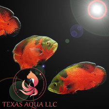 Copper Red Osca-top Quality-usa Reputable Company-overnight Shipping Service