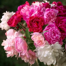 Easy to Grow Peony Long Blooming Collection 3 Root Divisions, Spring Zones 3-8