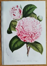 Camellia Comtesse Lavinia - RESERVED