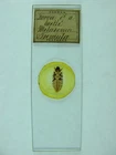 Antique microscope slide by Norman. "Larva of a Beetle. Melasoma tremula".