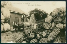 hh Photomontage Exaggeration corn on the cob original 1910s RPPC photo postcard