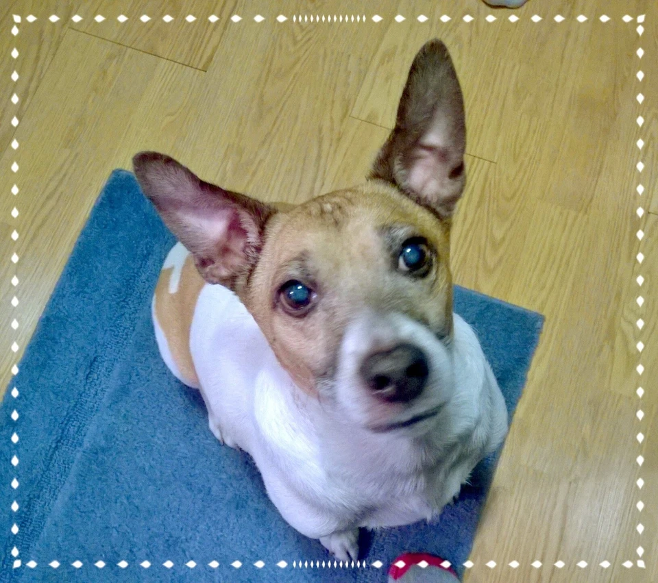 Junta colector de escape GM 12589453 2.4 sky Vue hhr cobalto malibu aura solst NOS Foto 4 de 4