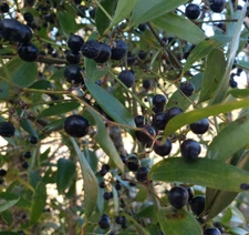 Laurel Greenbrier | 5 Seeds | Smilax Laurifolia | Florida Native Vine | Wildlife