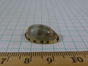 Cypraea listeri, F+++ 21mm