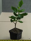 VICTORIOUS Tropical Hibiscus -- Plant in 4.5" pot — photo 2