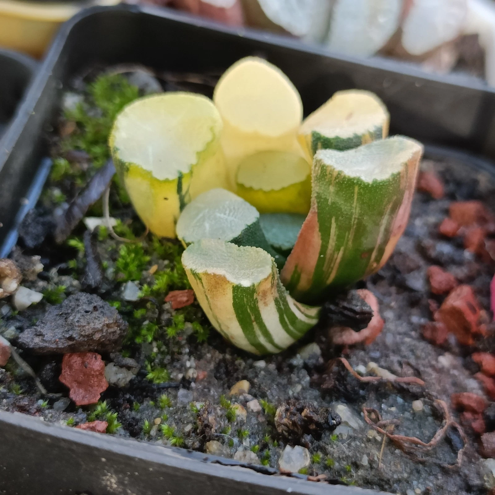 Haworthia Maughanii Rising Sun variegated Rare succulent plant