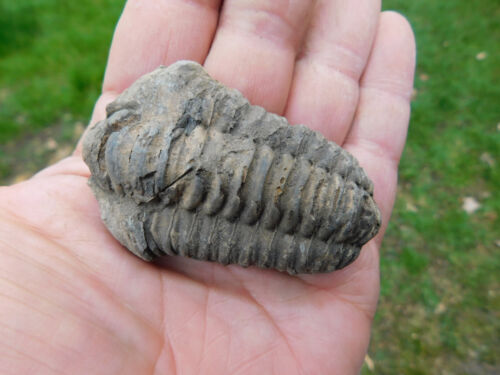 schöner Trilobit (Calymene) aus Erfoud in Marokko - 第 1/6 張圖片