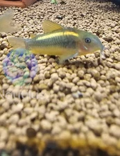 Gold Laser Corydoras CW010-We combine shipping!! Tank Bred