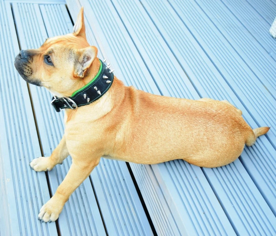 Handmade Dog Collar | Real Leather | Metal Spikes | Colours And Sizes Available
Opens in a new windo