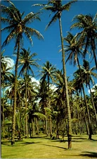 5 3/4 x 3 1/2" Postcard Kauai Hawaii Coconut Groves near Wailua River - Chrome