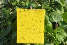 100X Gelbtafeln Gelbsticker Gelbtafel&middot;Falle Insektenfalle Trauerm&uuml;cken Kleber DE