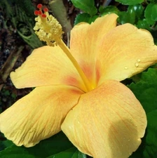 SUNKIST Tropical Landscape Hibiscus Plant Single Flower Bronze Blushed Yellow