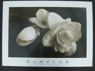 Blooming Begonias I ( Wampler ), Kunstdruck 66 x 92 cm