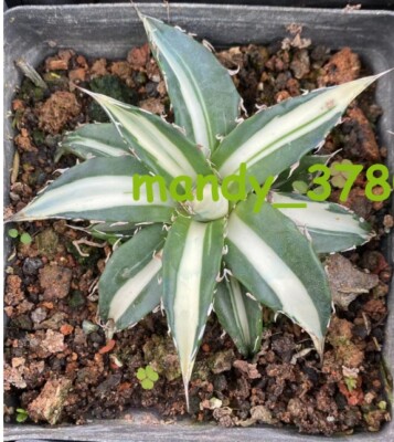 RareSucculent Plant Agave Horrida Variegate white 7-9CM random