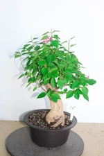 Bougaivillea imported flowering bons"ai tree #16,      Trunk  3.0" x  17"H
