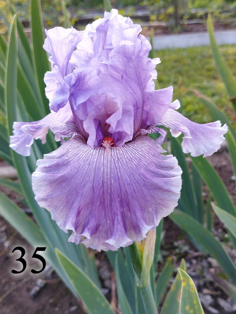 rizoma di Iris Germanica barbata Giaggiolo bulbo, gaggiolo lilla striato