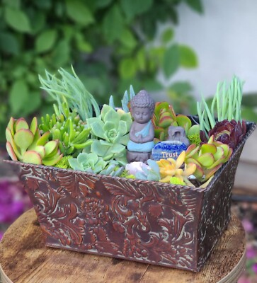 soft succulent Sempervivum 'Soft Line'  The Garden Corner