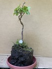 Red Maple (Acer) Pre-Bonsai Tree  20 years old  — photo 1