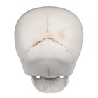 4 Pcs Human Life Size Skeleton Skull Halloween Moving Jaw Decorations — photo 6