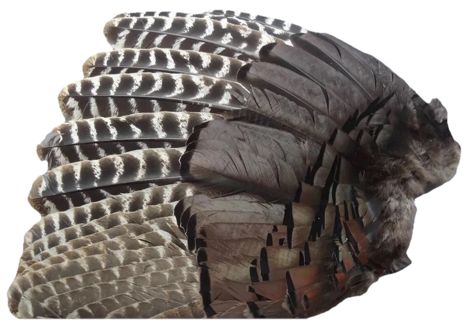 1 - Left Wing Grade # 1 Adult Wild Turkey Secondary Wing Prayer Fan