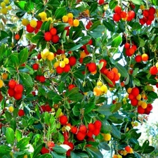 STRAWBERRY TREE SEEDS Arbutus Unedo Garden Fruit Plant Irish Killarney RARE!