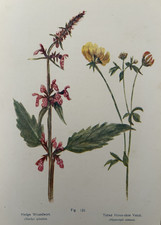 Stampa antica siepe wort & vetch c1910 F.E. Hulme Fiori Selvatici Botanico