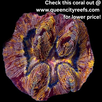 WYSIWYG - Kamikaze Trachyphyllia - LPS - Live Coral (SHOW SIZE)