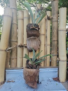 Platycerium Madagascariense | eBay