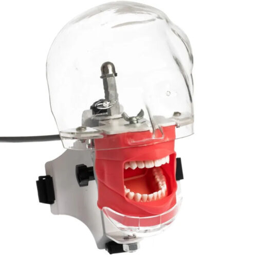 Dental Phantom Head with Teeth for Dentist Teaching Practice Training Apparatu - Picture 19 of 27