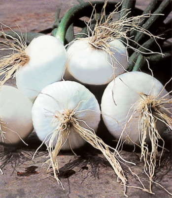 Allium cepa Bianca di Giugnio, White onion - 5 Sementes