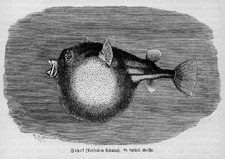 Nilkugelfisch Tetraodon fahaka Kugelfisch Holzstich von 1892 Fisch