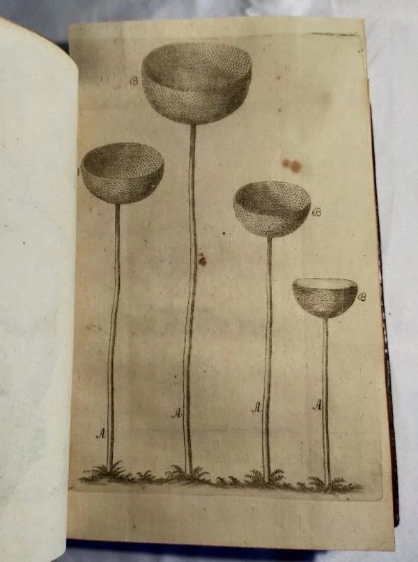 1751/1755 Acta Helvetica Vol.1-2 Basel Scientific Journal Bernoulli Engravings - Image 3 of 4