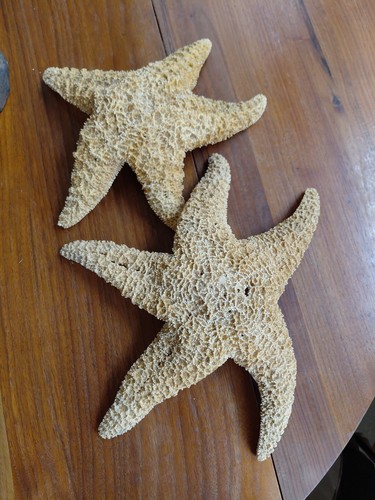 2 LARGE GENUINE KNOBBY STARFISH SEASHELLS (12" X 2.5", And 10" X 2.5")
