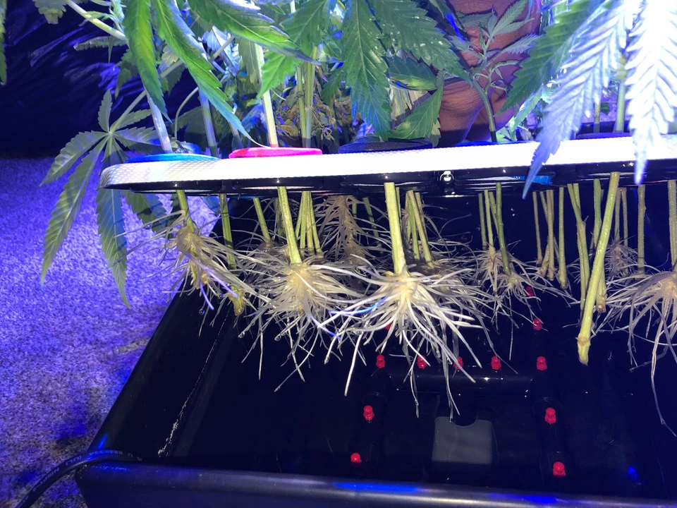 MÁQUINA DE CLONACIÓN DE PLANTAS AEROPÓNICAS THE CLONE KING 36 SITIOS CLONADORA ¡MUY FÁCIL! Foto 4 de 4