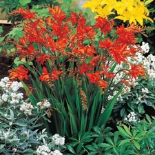 25 Perennial Red Crocosmia Seeds-Montbretia-Non GMO-Fresh Seed-USA
