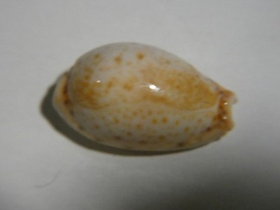 Meeresschnecke Sammlerschnecke Cypraidae Cyprea lamarckii