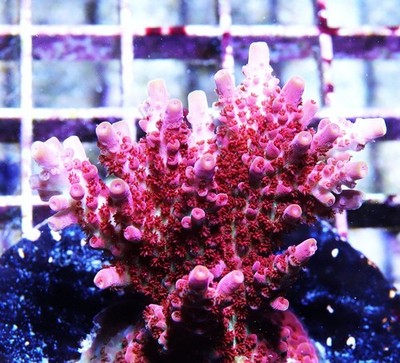 WWC Pink Passion Acropora Frag Zoanthids SPS LPS Corals, 3/4 Inch
