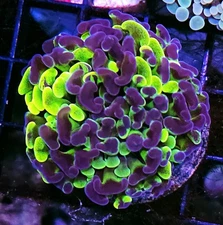 WYSIWYG UNIQUE Splater Hammer Coral Fat Head