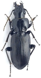 Carabidae Pterostichus (Melanius) elongatus Kazakhstan